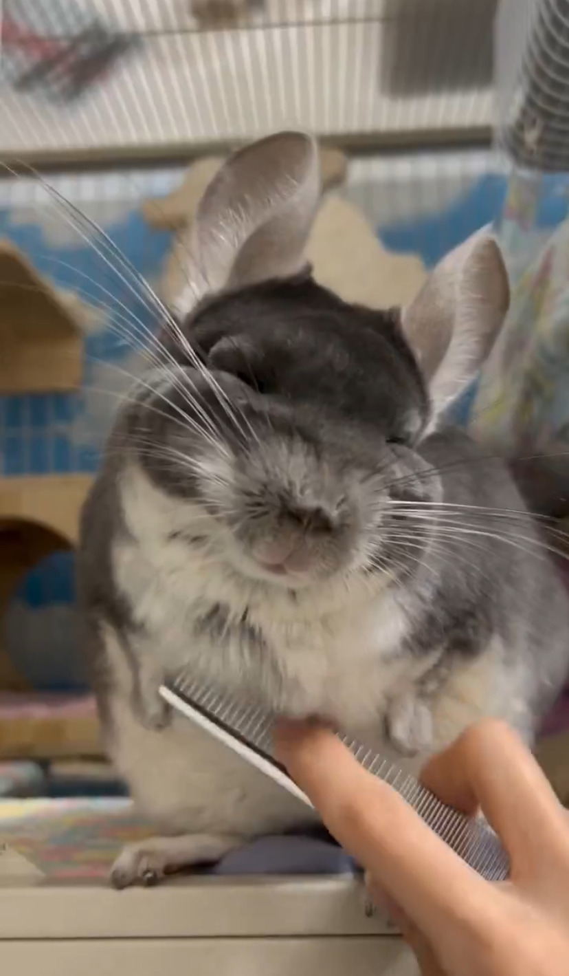 빗질을 즐기는 친칠라 | 인스티즈