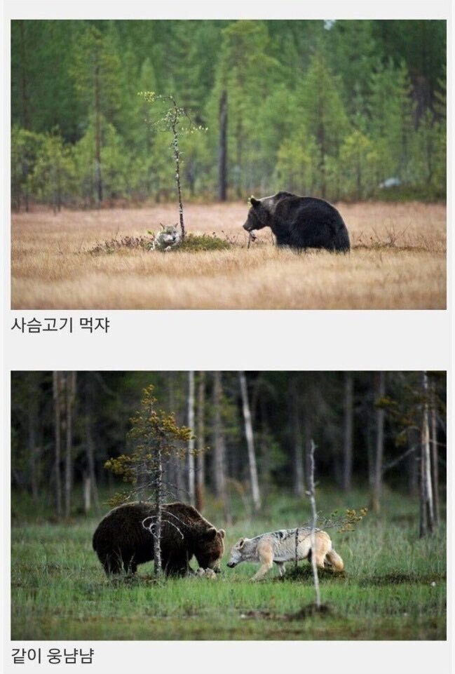 자연에서 칭구칭긔가 된 늑대와 곰 | 인스티즈
