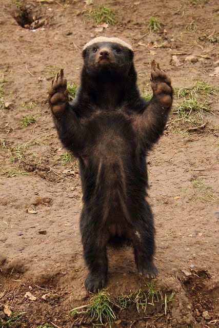 분노조절안되는 미친동물 벌꿀오소리를 알아보자! (제법 귀여움 주의) | 인스티즈