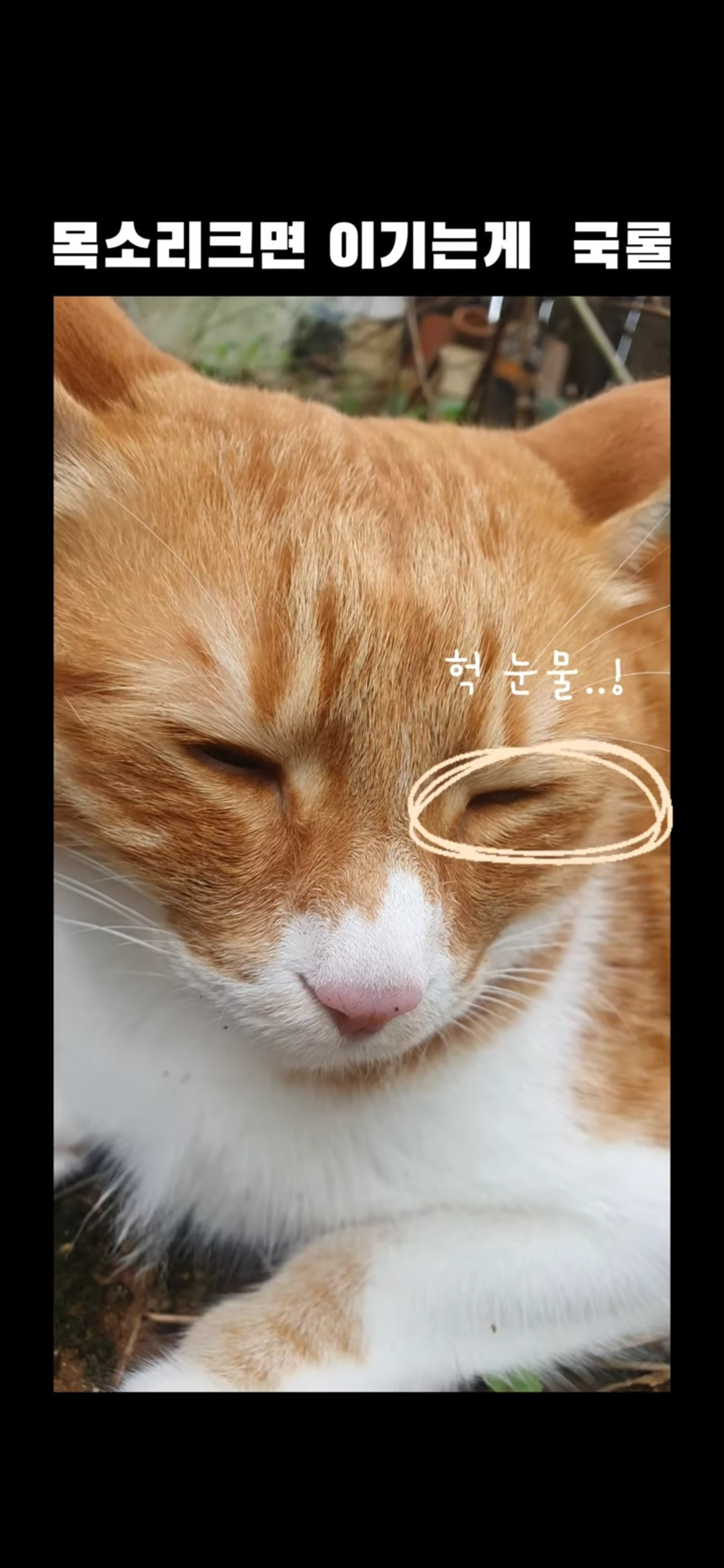 뭔 애 말을 못하게 해...싶을 정도로 목청 큰 고양이가 심한말 하는 영상(집고양이 시청 주의) | 인스티즈