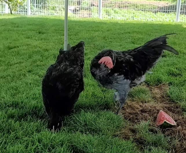 매맞는 삶을 살고있는 매탈남 근황 | 인스티즈