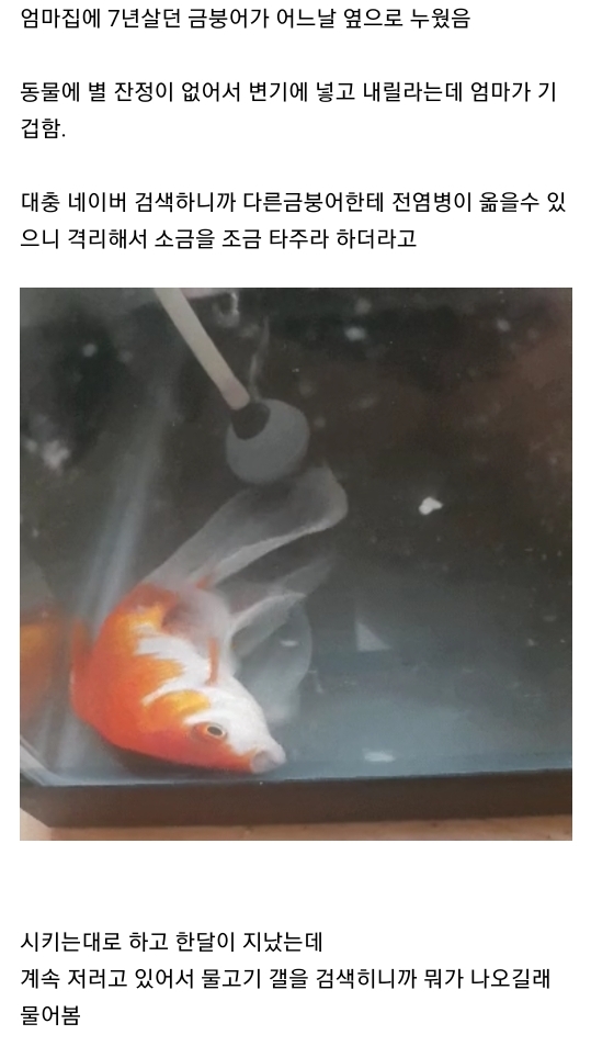 엄마집 금붕어들 보고가라 (이게 사랑이 아니면..) | 인스티즈