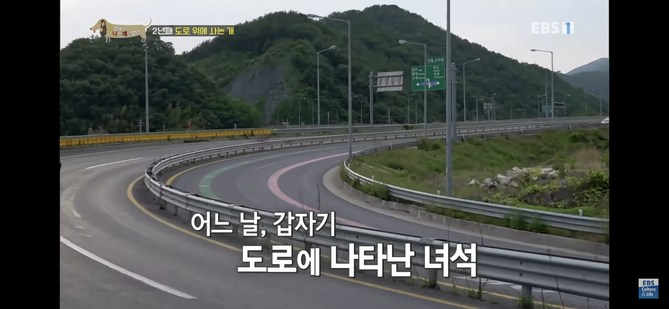 2년동안 도로 위에서 위험하게 생활했던 유기견 마루 | 인스티즈