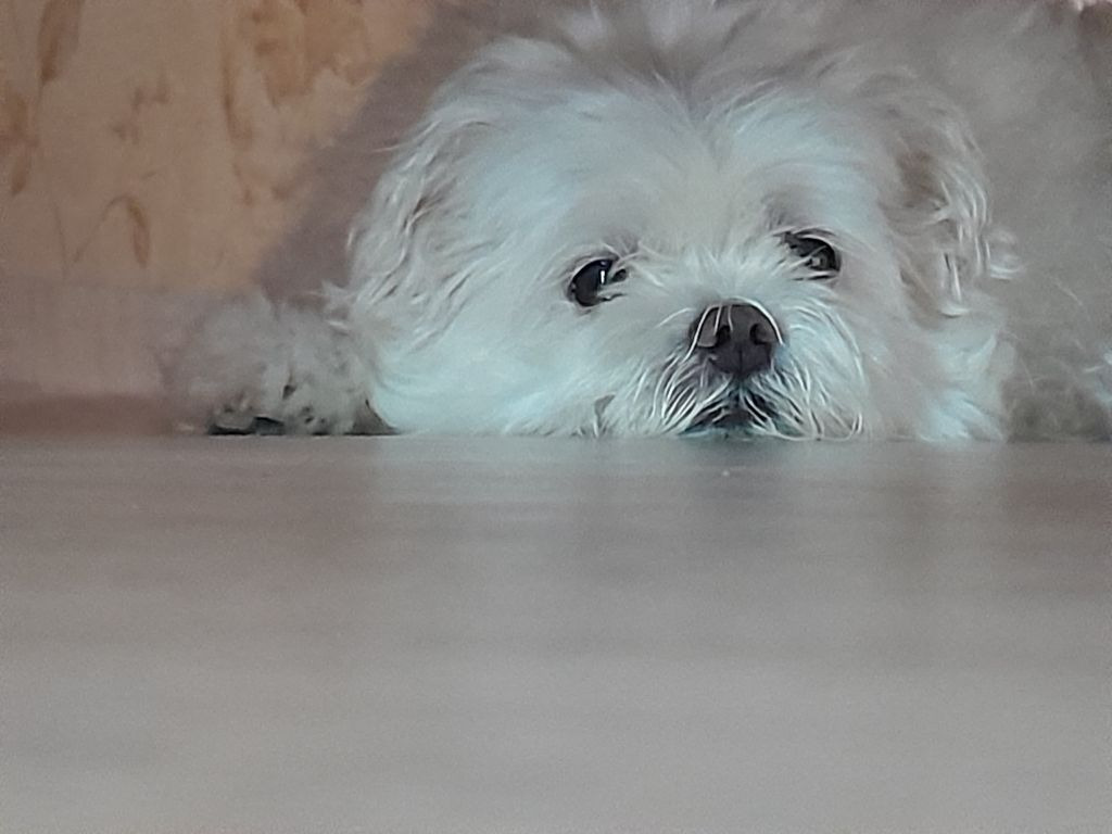 우리 강아지 숨어있는 짤들 | 인스티즈