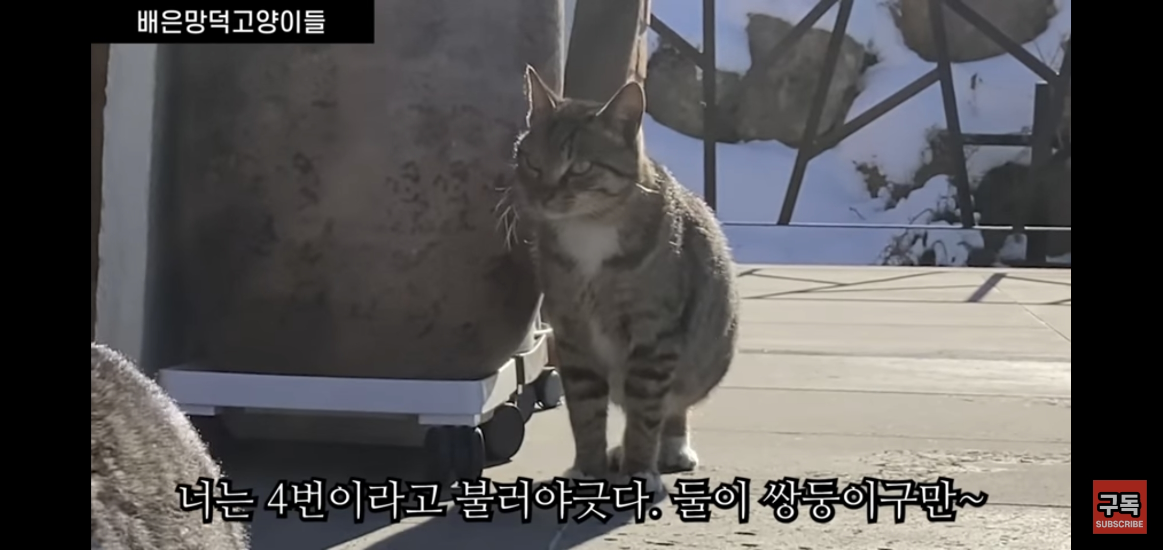 집 마당에 고양이가 나타나는 족족 다 잡아버리는 유튜버..jpg | 인스티즈