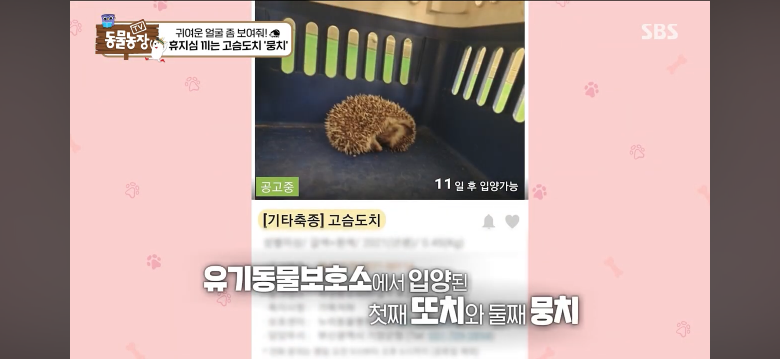 따봉고슴도치 휴지심 좋아도치 | 인스티즈