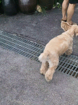 우리개 본가에 일주일정도 보내놨는데 | 인스티즈