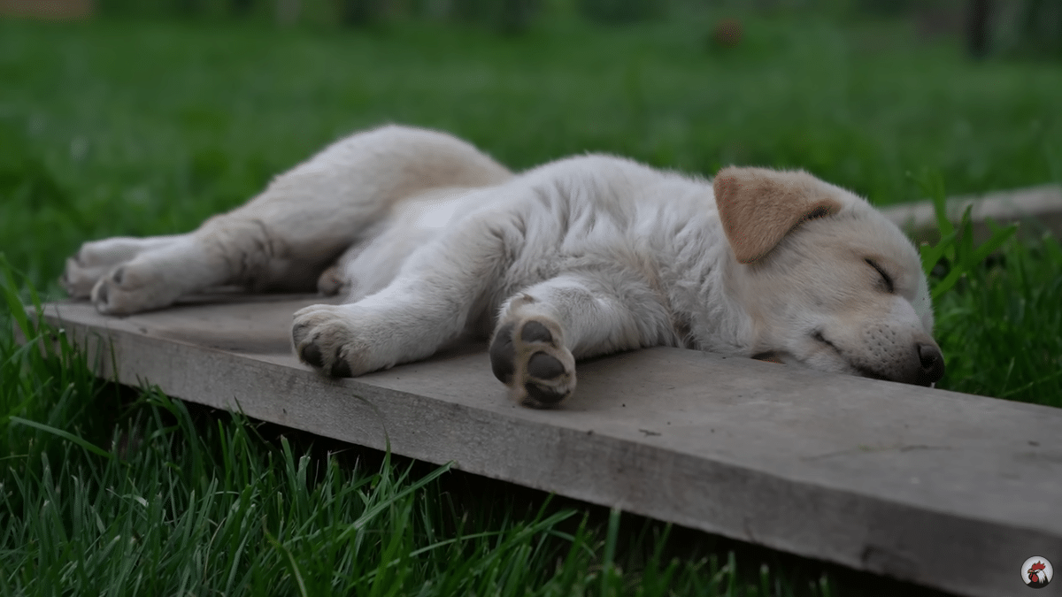 요즘 유튜브에서 은근히 인기 많다는 외국 시골 브이로그...jpg | 인스티즈