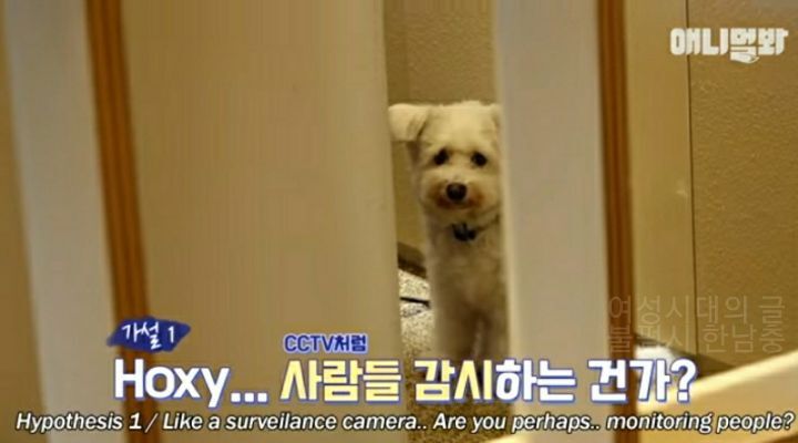 수줍음이 많은 강아지가 사람을 좋아하는 법 | 인스티즈