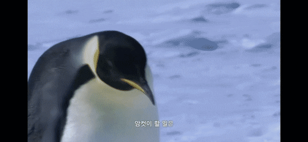 펭귄이 자신의 남편/아내와 자식을 구분하는 법 .jpg gif | 인스티즈