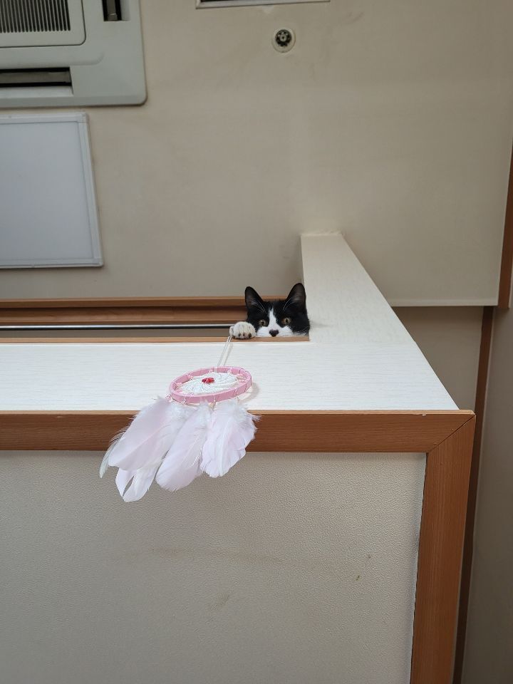 몰래 훔쳐보는 고양이 모음집 | 인스티즈