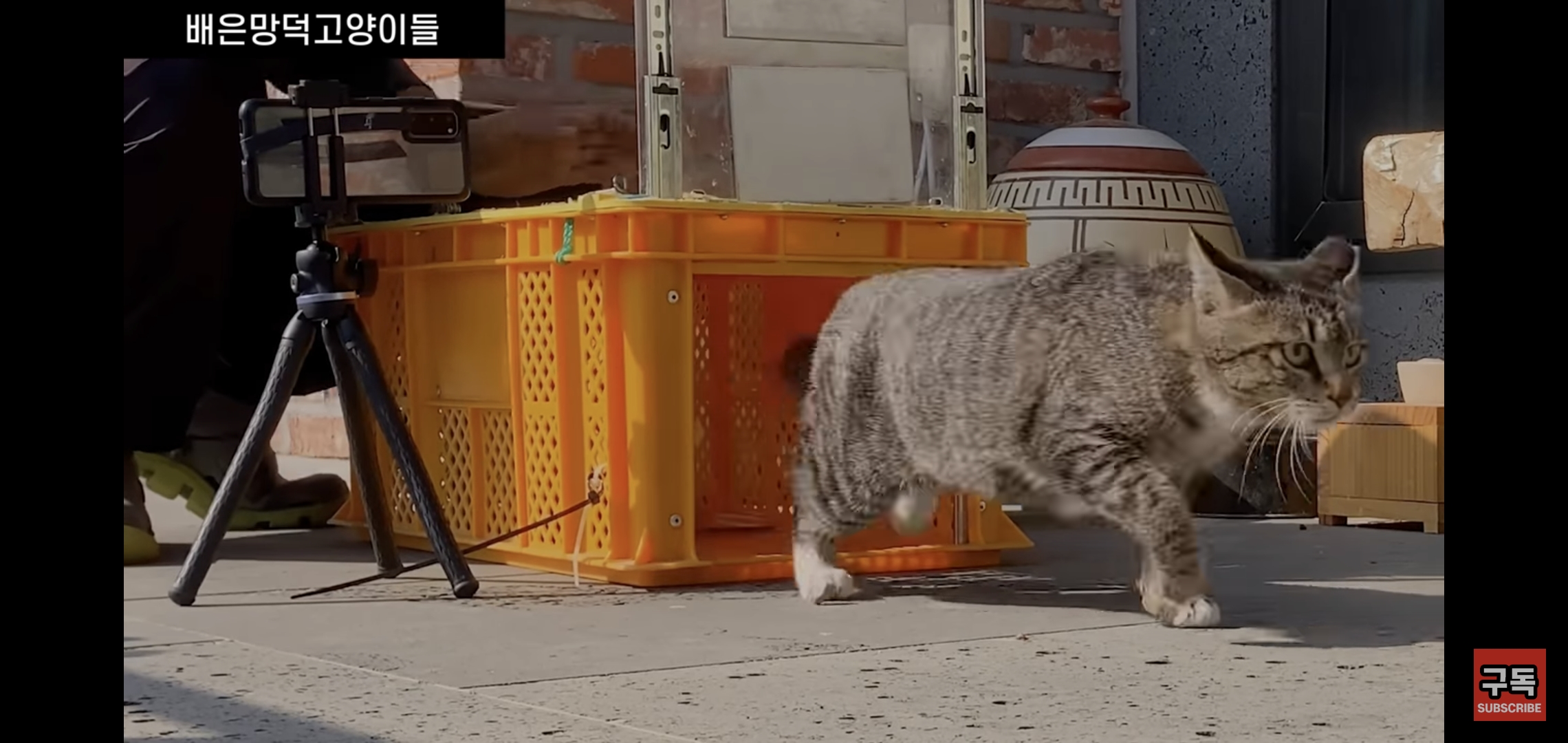 집 마당에 고양이가 나타나는 족족 다 잡아버리는 유튜버..jpg | 인스티즈