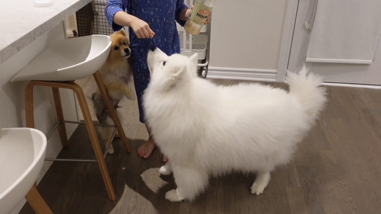 사모예드와 흔들리는 이 뽑는 법 | 인스티즈