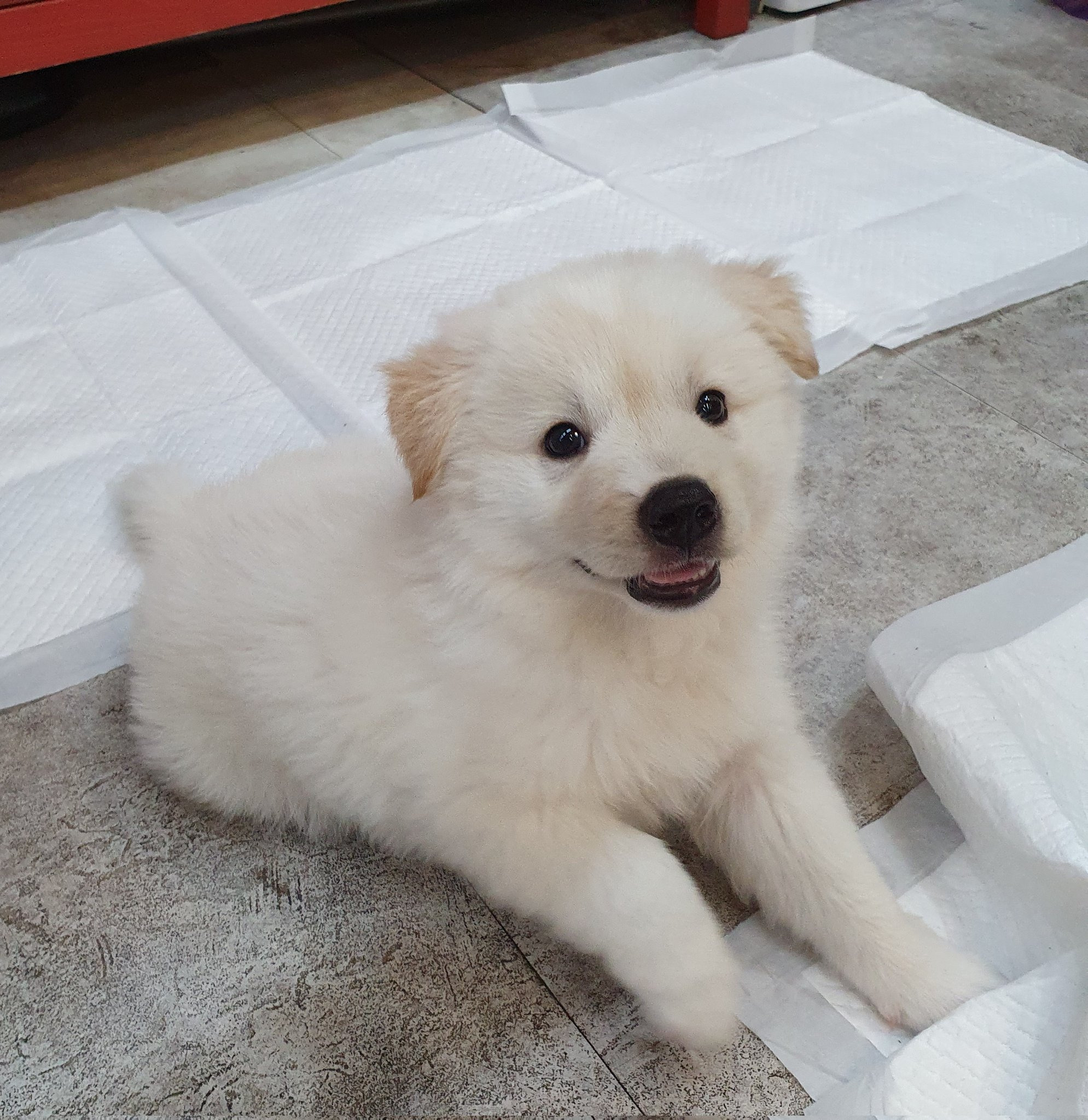 믹스가 이렇게 묘미가있습니다 어떻게 클지 모른다 너무 재밌고 긔여요.twt | 인스티즈