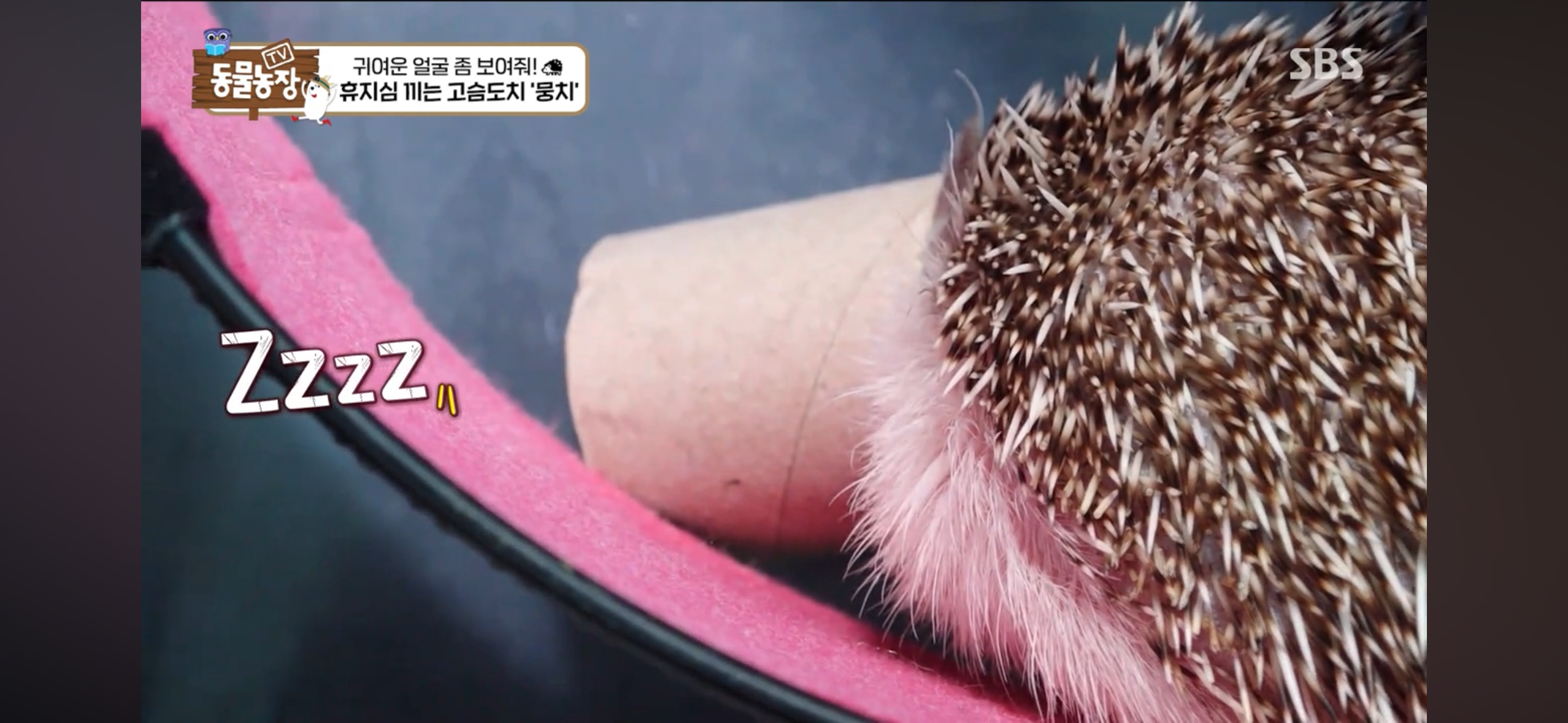 따봉고슴도치 휴지심 좋아도치 | 인스티즈