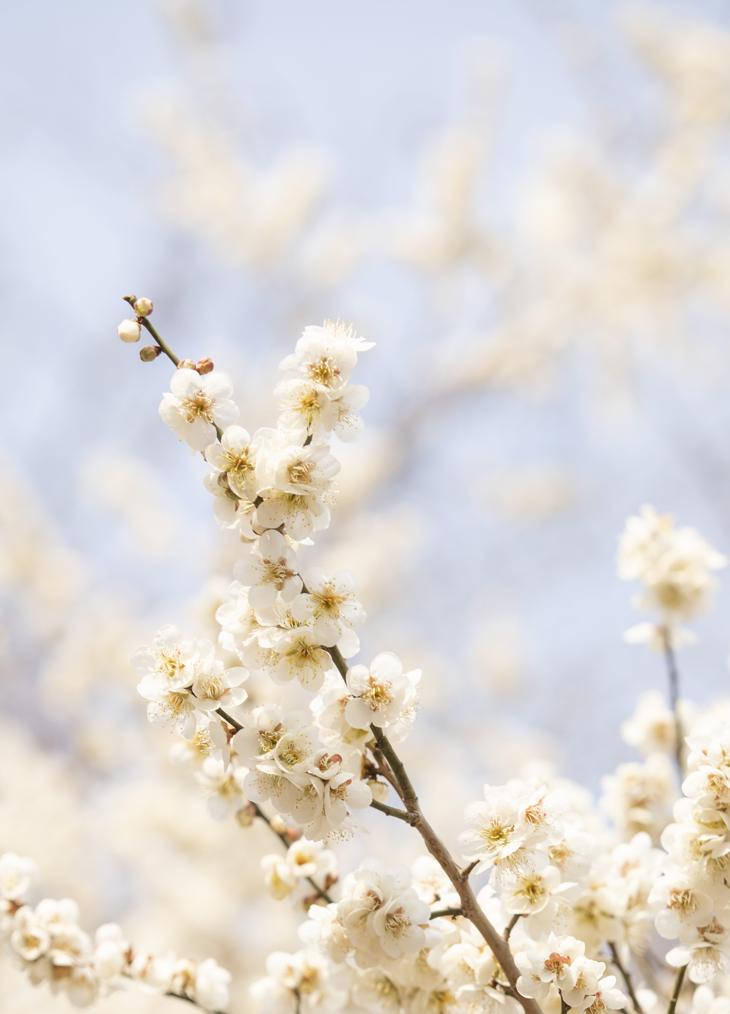 국립산림과학원에서 올려준 배경화면용 매화 사진.jpg | 인스티즈
