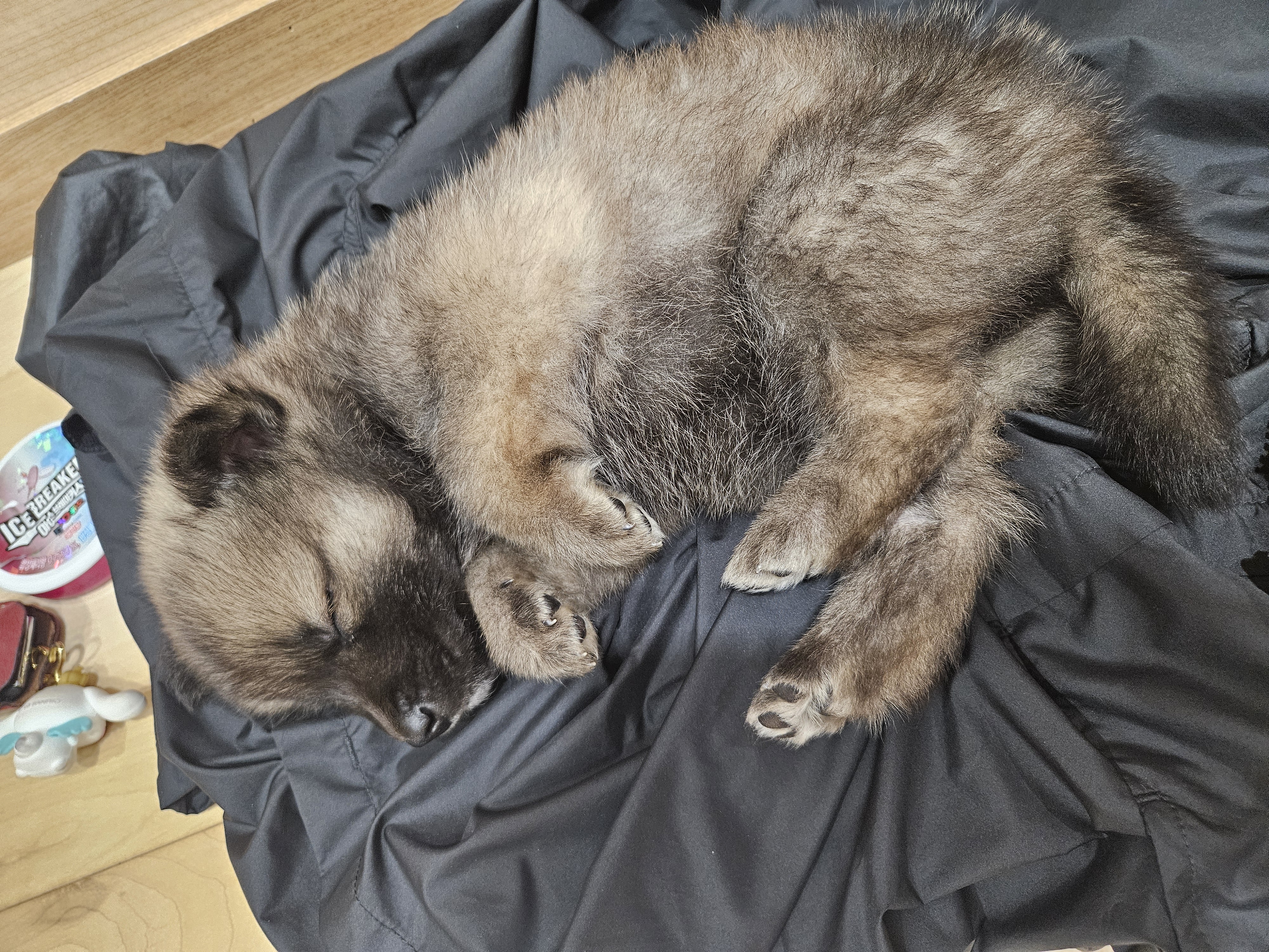 우리집 댕댕이 자랑 한번 해도 될까용? | 인스티즈