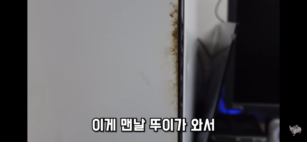 털이 없는 스핑크스는 키우기 편할까? (위생주의) | 인스티즈