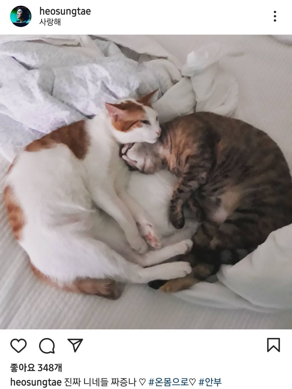 배우 허성태네 고양이들 | 인스티즈