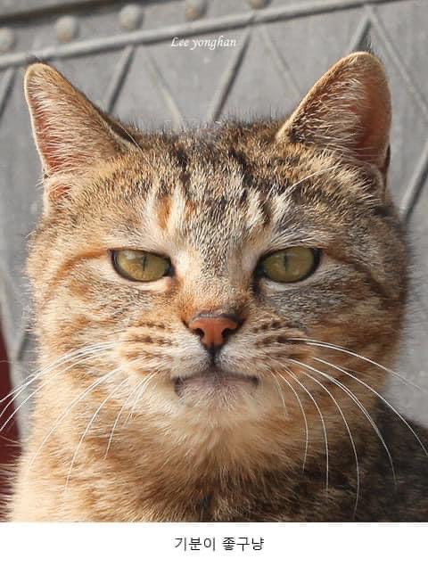 많이들 오해하는 고양이 표정 원탑 | 인스티즈