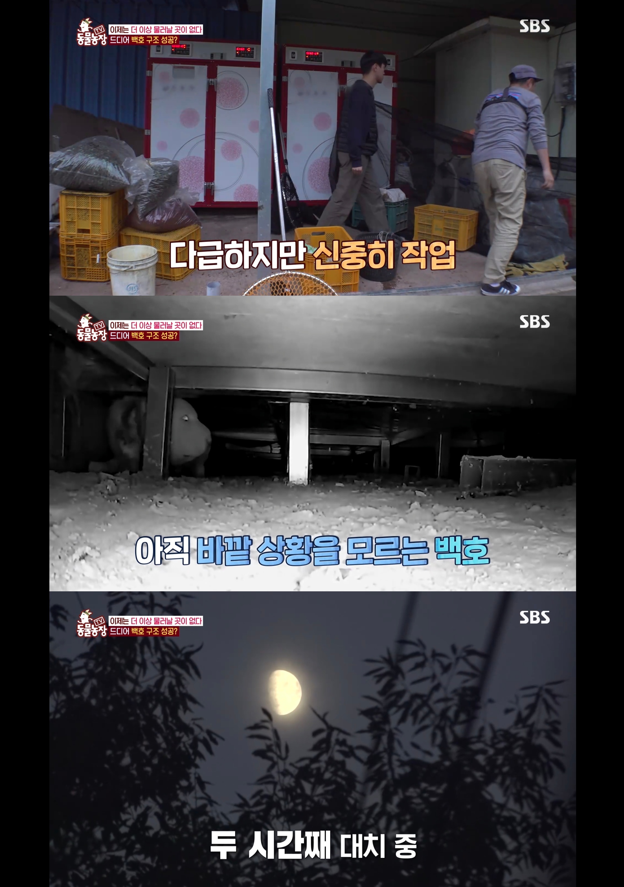 개가 너무 똑똑해서 역대급으로 구조 힘들었던 이번주 동물농장 방송.jpg | 인스티즈