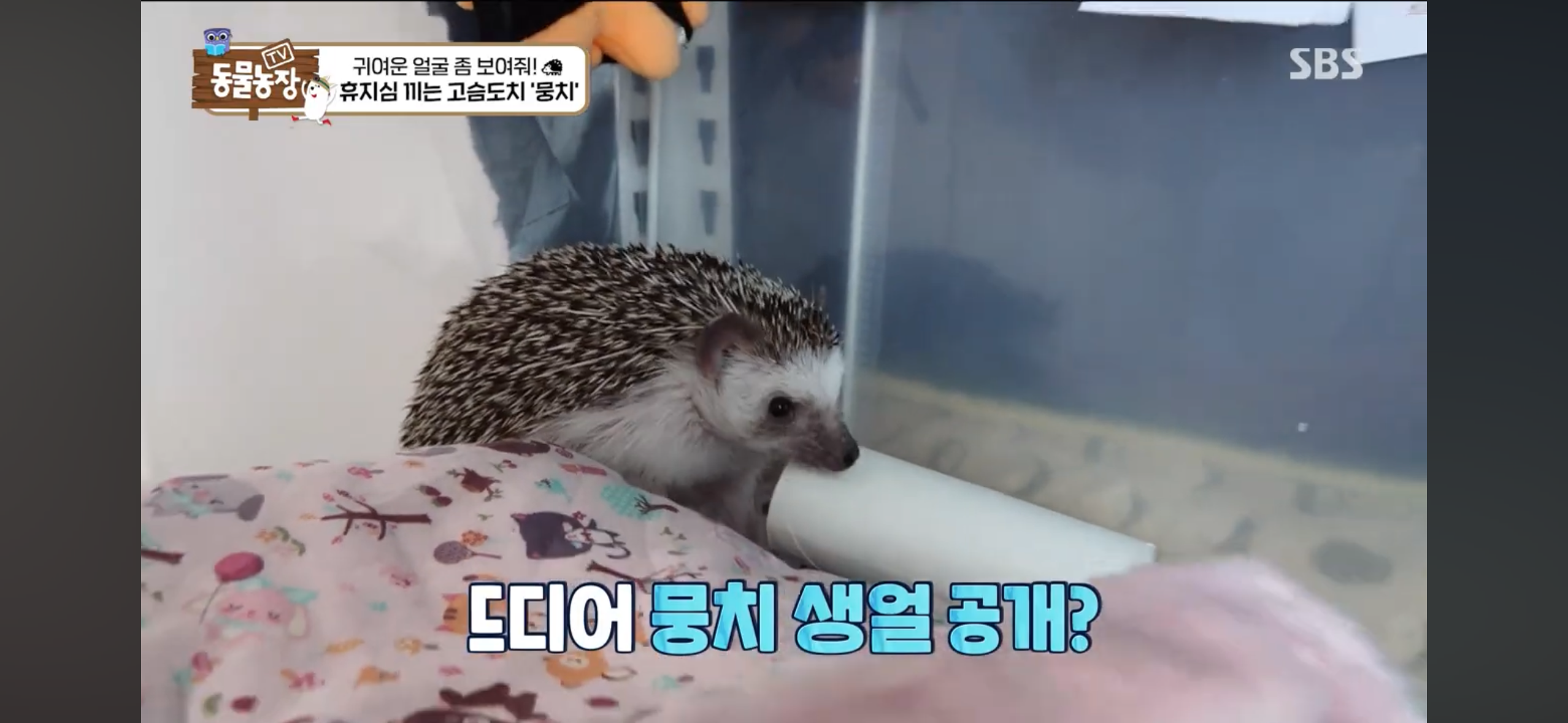 따봉고슴도치 휴지심 좋아도치 | 인스티즈