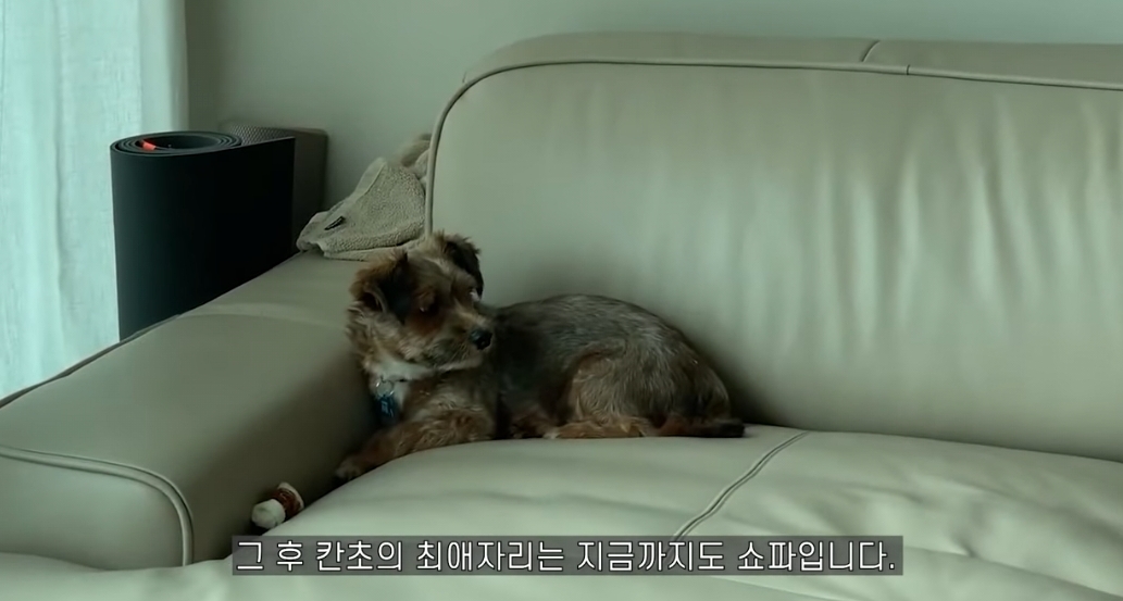 유기견 입양전후 변화. 겁많은 강아지의 100일간 브이로그 | 인스티즈