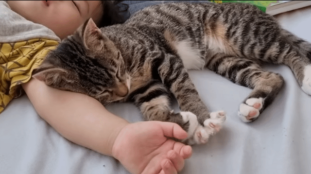 자는 아기랑 고양이를 같이 두지 마세요 | 인스티즈