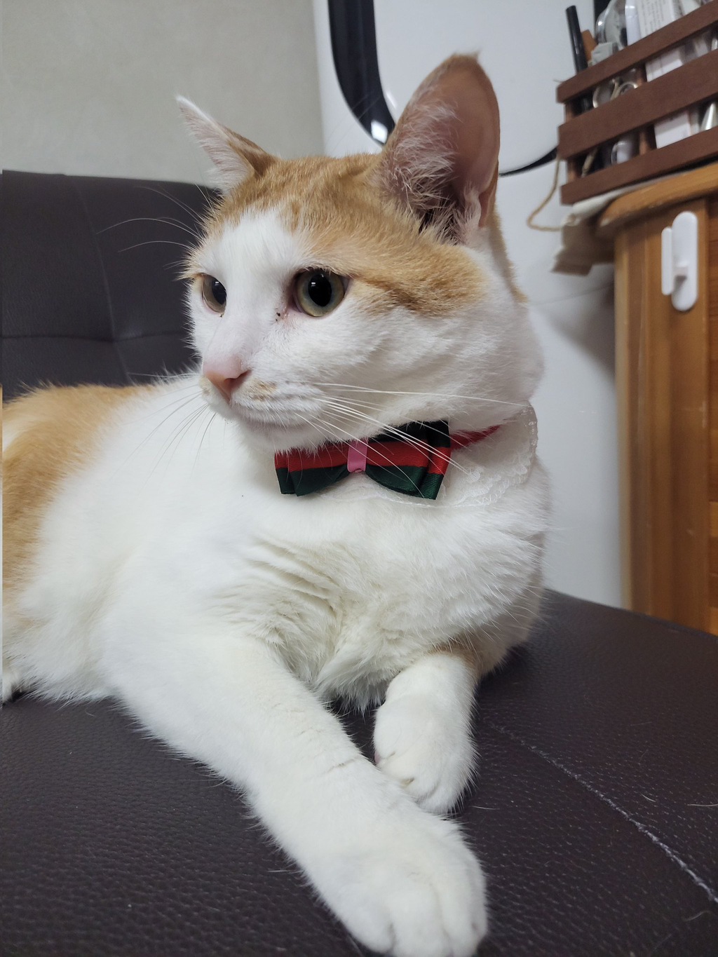 고잘알들이 좋아하는 고양이 사진 | 인스티즈