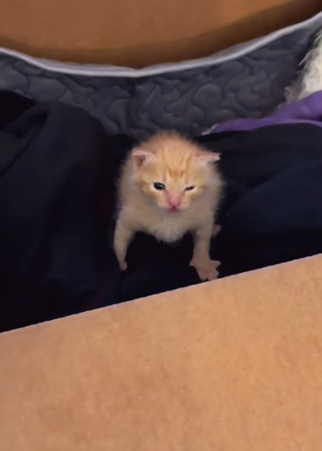 왜 새끼고양이들은 지능이없게생겼는지 궁금한달글.jpg | 인스티즈