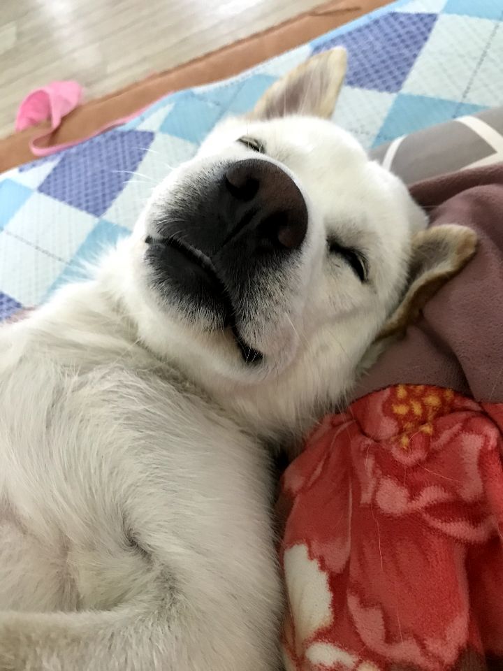 우리집 개 자는거 보실분? | 인스티즈