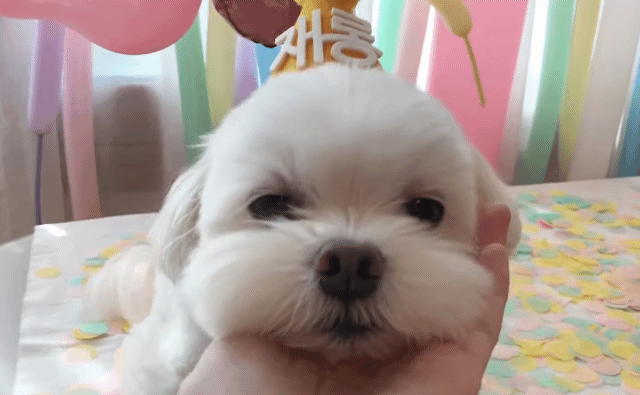 생일이 뭔진 모르겠지만 아무튼 신난 재롱이 | 인스티즈