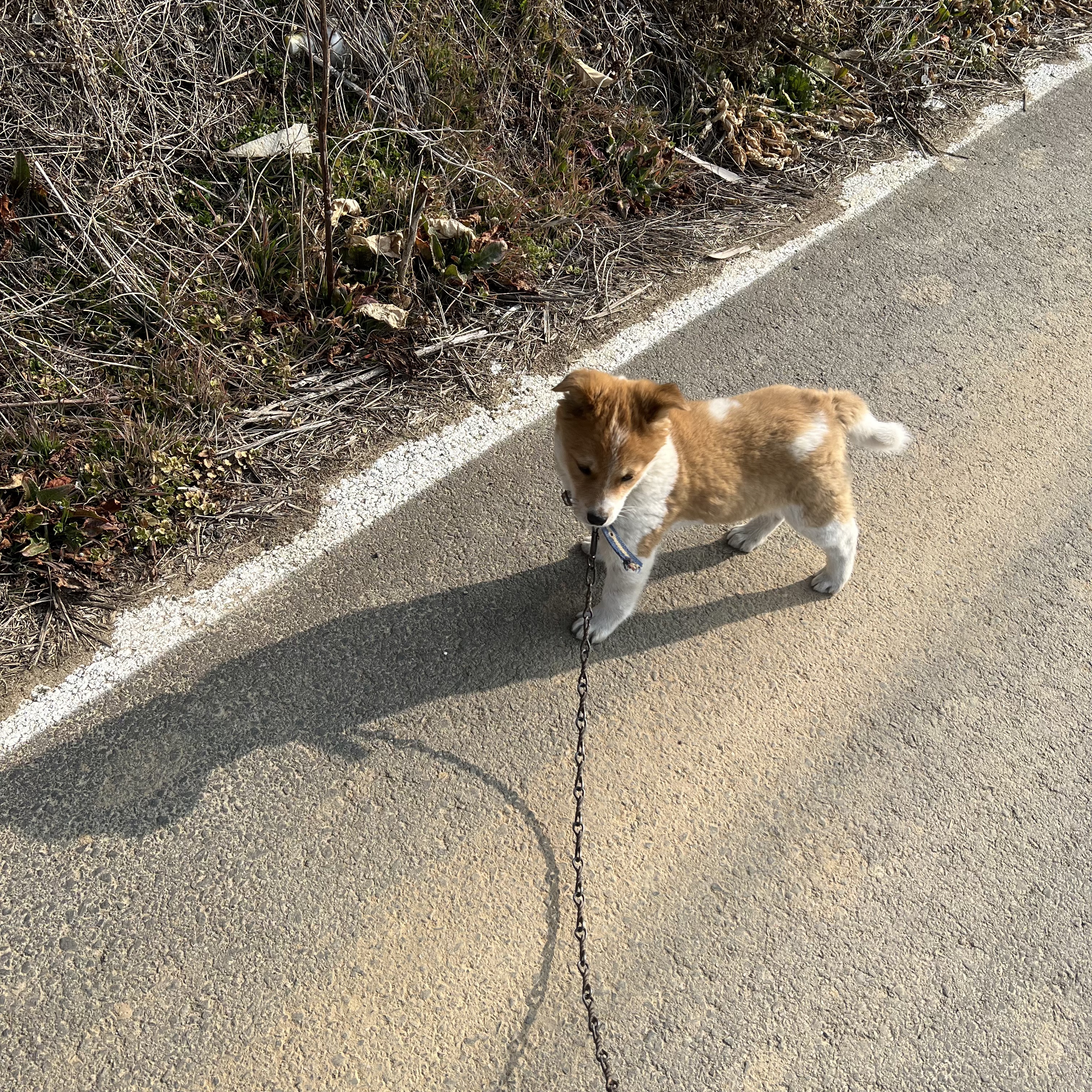 할머니집 시골개 산책시켜주고 왓다내요 | 인스티즈