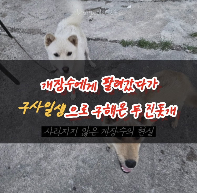[입양홍보] 개장수에게 팔렸다 되찾아온 방치견 진순이·진돌이, 평생 가족을 찾아요! (부산/울산/전국) | 인스티즈