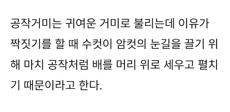 공작거미 암컷, 수컷이 춤 못추면 잡아먹는다 | 인스티즈