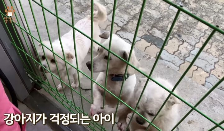 7살 아이 눈에 비친 유기견 보호소는? | 인스티즈