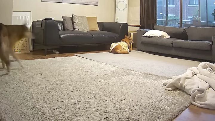 집에 강아지들끼리만 남겨졌을때 | 인스티즈