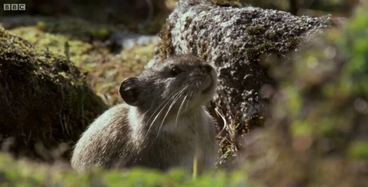 이름이 "우는 토끼”인 희귀 동물.jpg | 인스티즈