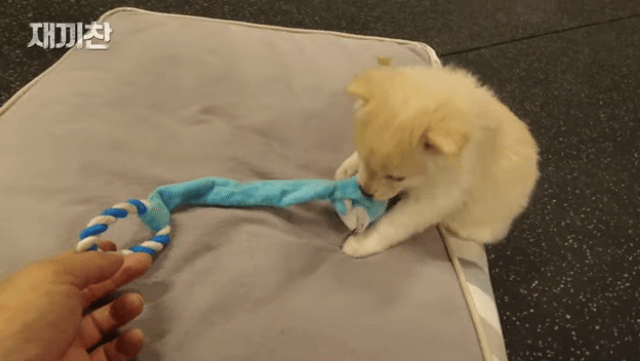 개농장에서 구출됐던 강아지 꽃님이의 버르장머리 없어진 최근 모습 | 인스티즈