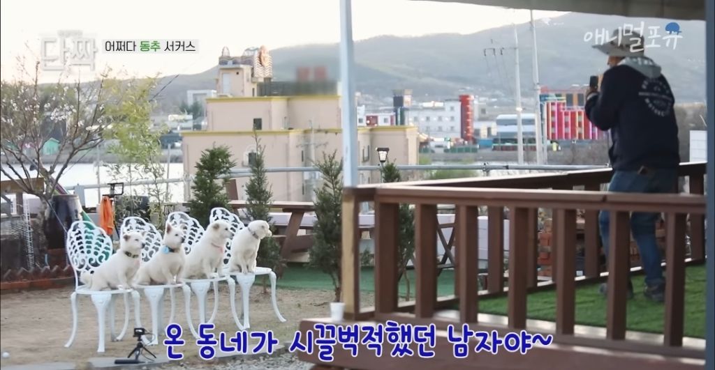 겁나 재밌게 사는 할아버지와 냥댕이들ㅋㅋㅋ.gif | 인스티즈