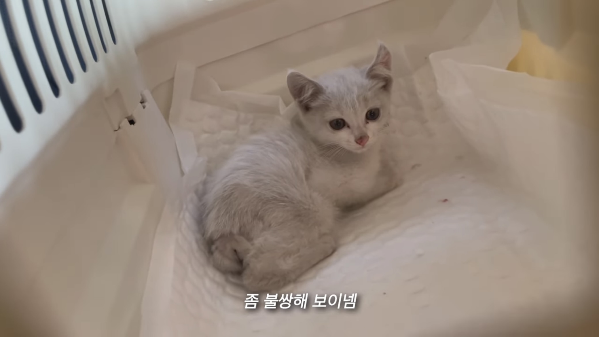 언니가 다리다친 아기고양이를 주워왔다 | 인스티즈