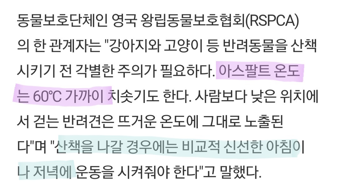 한여름 낮에는 강아지 산책을 시키지마세요 ㅠㅠ | 인스티즈