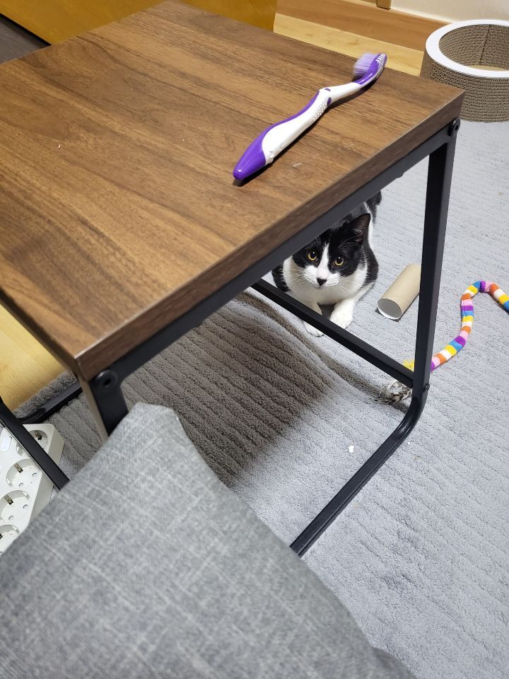 몰래 훔쳐보는 고양이 모음집 | 인스티즈