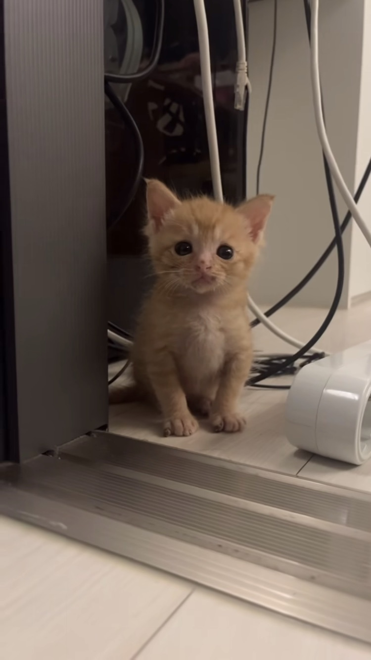 왜 새끼고양이들은 지능이없게생겼는지 궁금한달글.jpg | 인스티즈