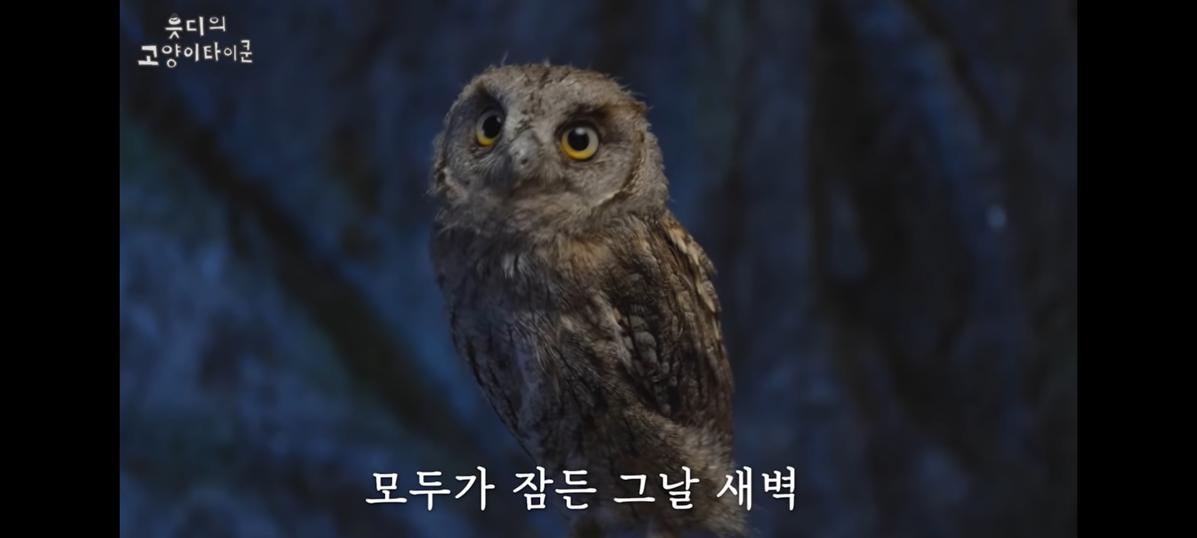 cctv보고 오열😭 응가실수하고 혼자 치우려는 고양이 | 인스티즈