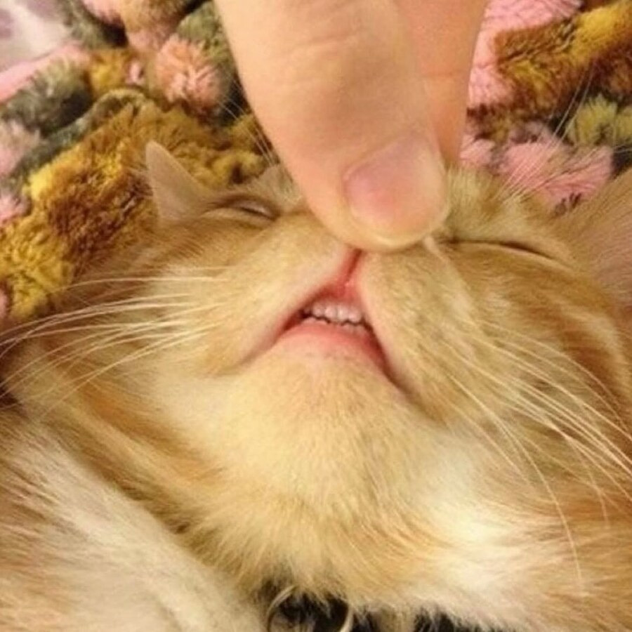 난 우울할 때 고양이 앞니를 봐🐱🦷 | 인스티즈