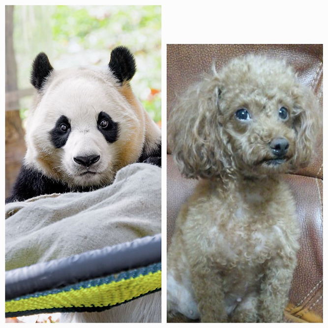 푸바오 경련 증상, 간질(뇌전증) 의심 | 인스티즈