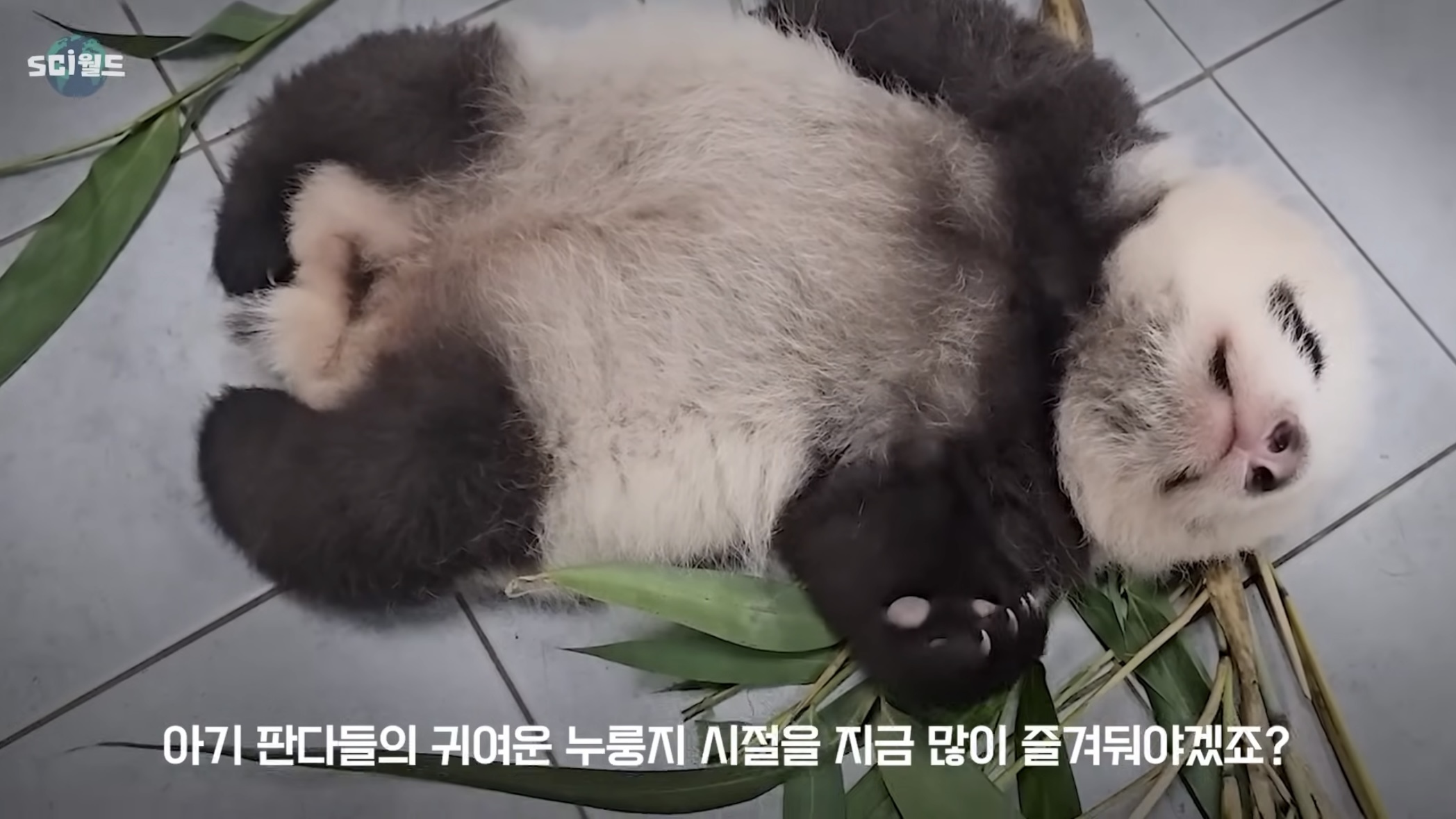 아기 판다들이 꼬질한 이유 | 인스티즈