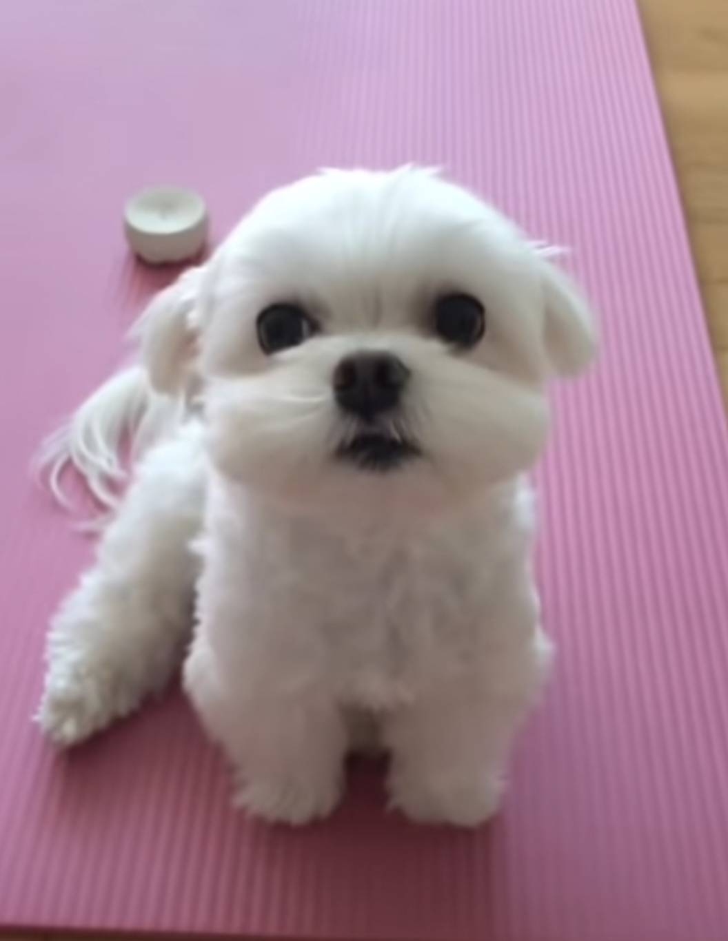 자기 앞니 빠진 줄 모르는 가나디 | 인스티즈