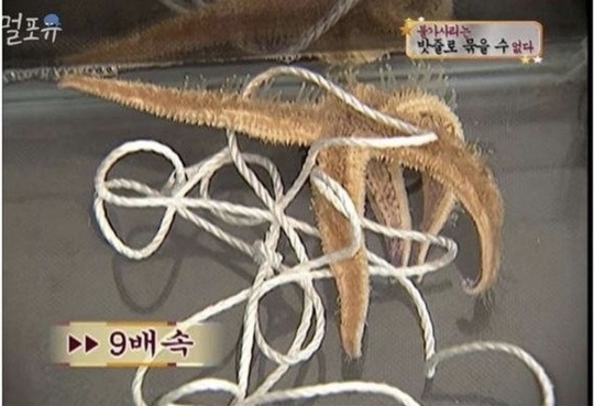 [스펀지] 불가사리를 밧줄로 묶으면? | 인스티즈